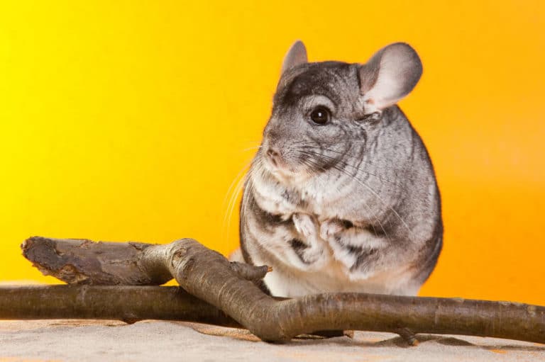 Chinchillas sind nachtaktive Tiere. Wie laut sind sie wirklich in der Nacht