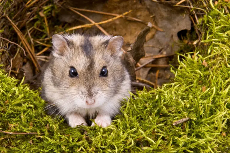 Dürfen Hamster nach draußen und kannst du Hamster in der Natur halten? Hier gibt es die Antwort