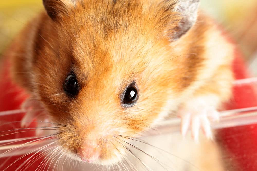 Sind Hamster nachts laut? Da sie nachtaktiv sind definitiv ja!