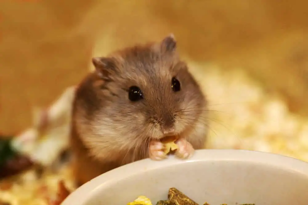 Hamster sind nachtaktive Lebewesen - können sie auch tagaktiv werden?