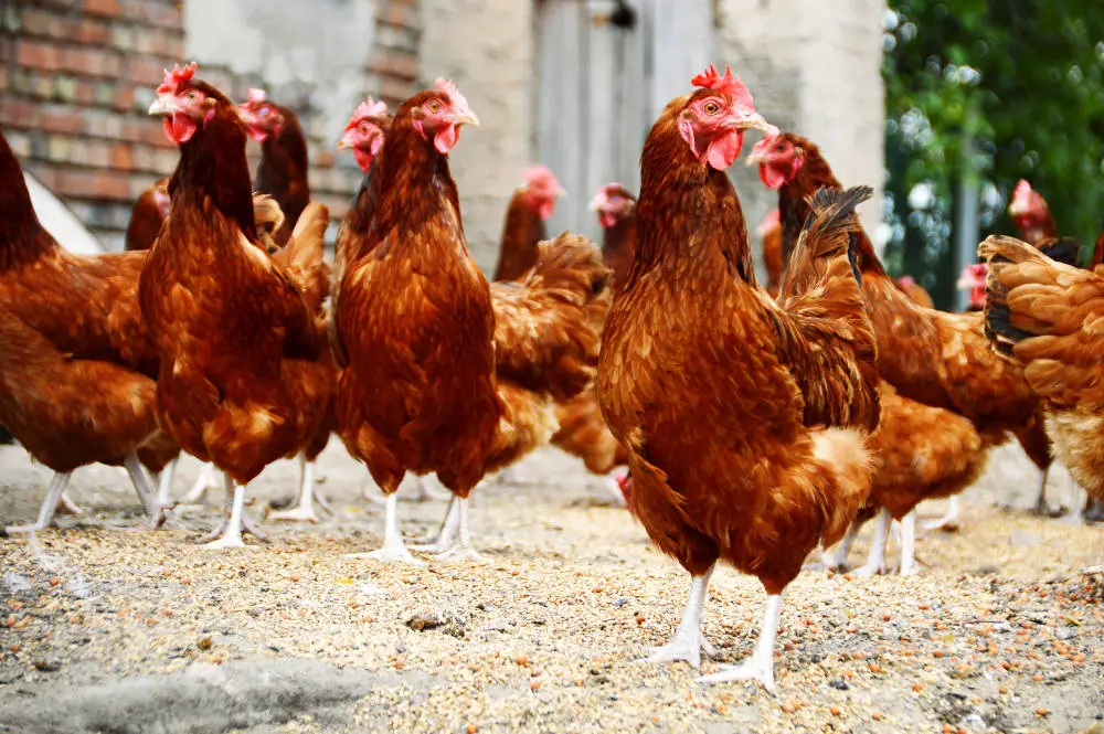 Kann man Hühner als Haustier in der Wohnung halten? Wir liefern die Antwort
