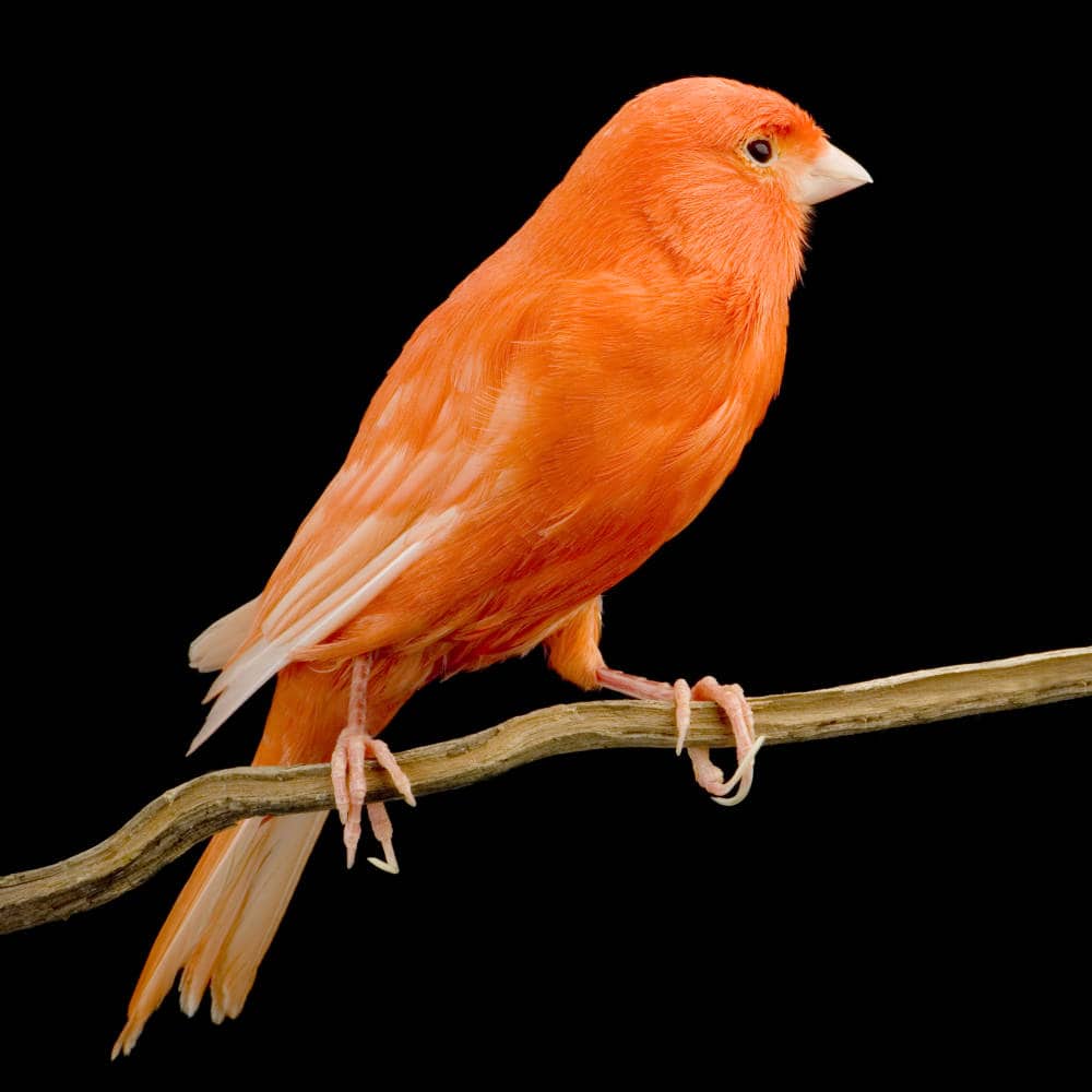 Sind Kanarienvögel Einzelgänger oder Schwarmtiere? Hier erfährst du alles über das Sozialverhalten der Tiere
