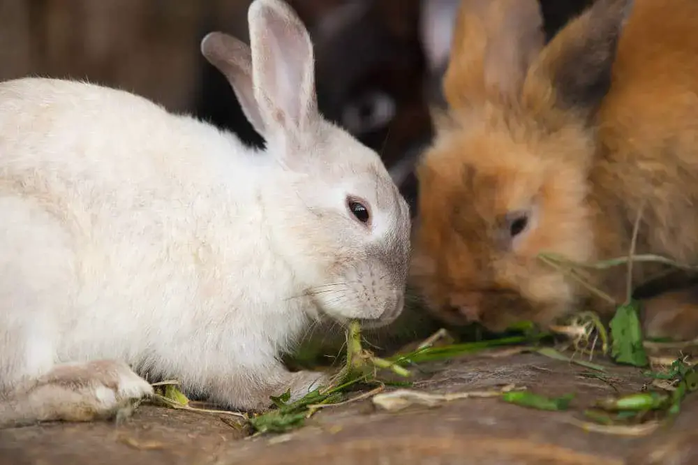 Welche Gräser können Kaninchen fressen?
