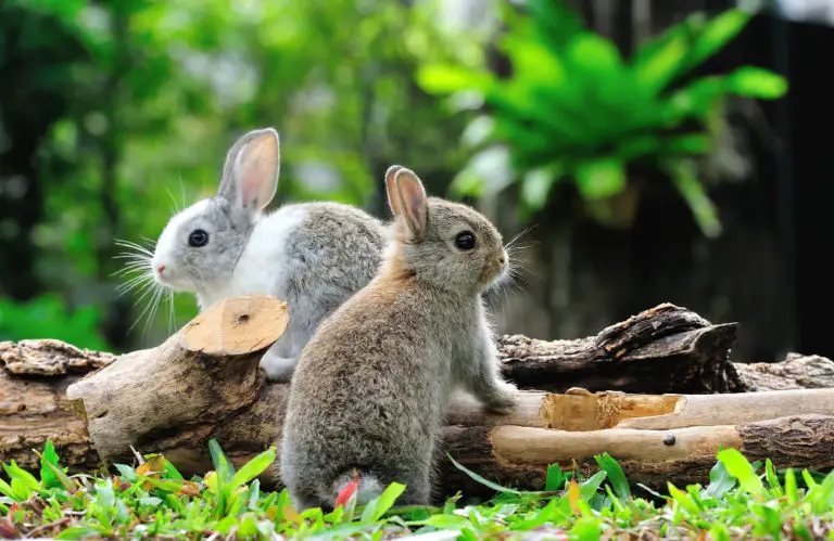 Sind Kaninchen intelligent und können sie denken? Hier findest du die Antwort!
