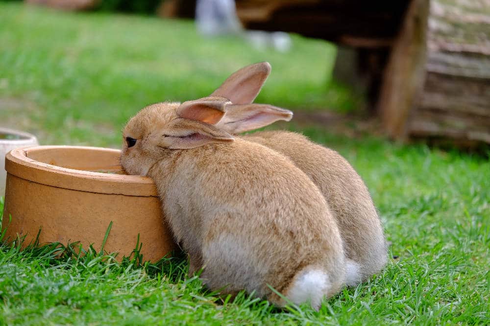 Was dürfen Kaninchen trinken? Kommen Tee, Milch und Apfelsaft in Frage oder ist Wasser das beste Getränk für Kaninchen