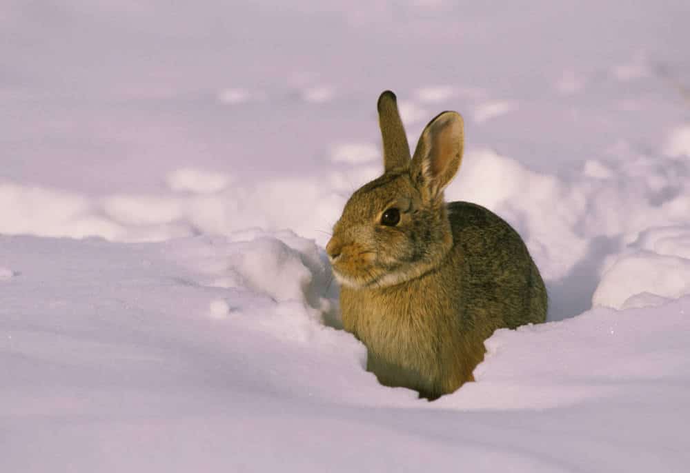 Werden Kaninchen im Inter ruhiger? 10 Tipps für die Überwinterung von Kaninchen