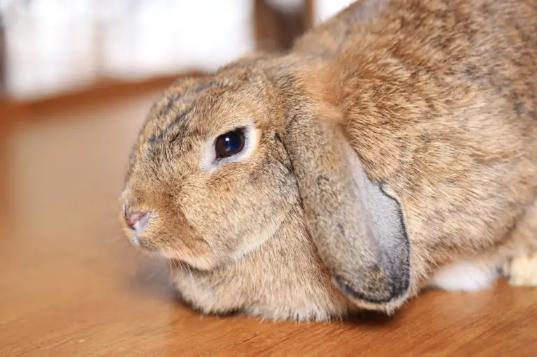 Woran erkennt man eigentlich, dass sich Kaninchen Wohlfühlen? Die Antwort gibt es hier