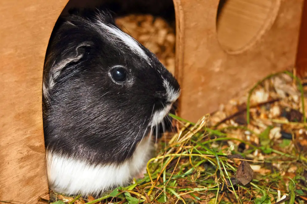 Meerschweinchen sind tagaktiv. Sind sie dennoch in der Nacht laut?