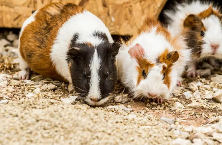 Stinken Meerschweinchen? Was kannst du gegen unangenehmen und üblen Geruch tun?