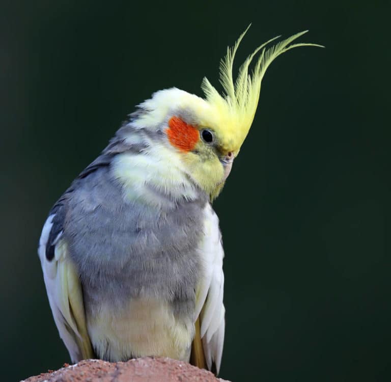 Wenn ein Nymnesittich nicht mehr Fliegen kann oder möchte, dann solltest du unbedingt einen Tierarzt aufsuchen