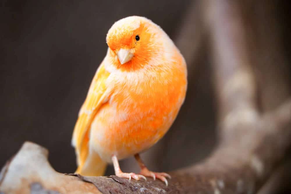 Wie lange darf ich meinen Kanarienvogel alleine lassen und wie lange halten dieses es ohne Wasser und Nahrung aus?