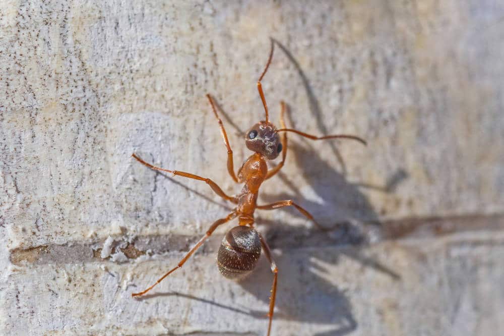 Sind Ameisen gerfährlich für Kaninchen - Titelbild: Was tun gegen Kaninchen im Hasenstall