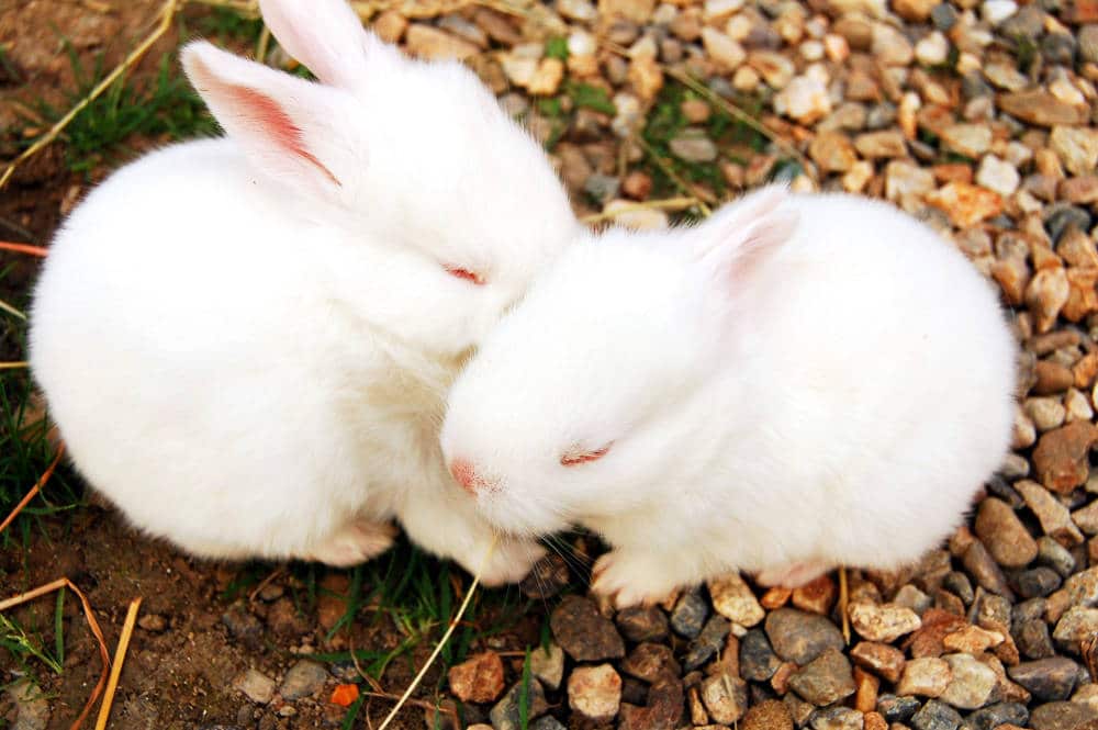 Woran erkennt man dass sich kaninchen mögen?