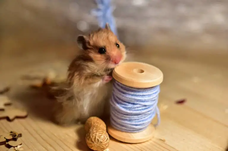 Wie schlau und intelligent sind Hamster? Titelbild