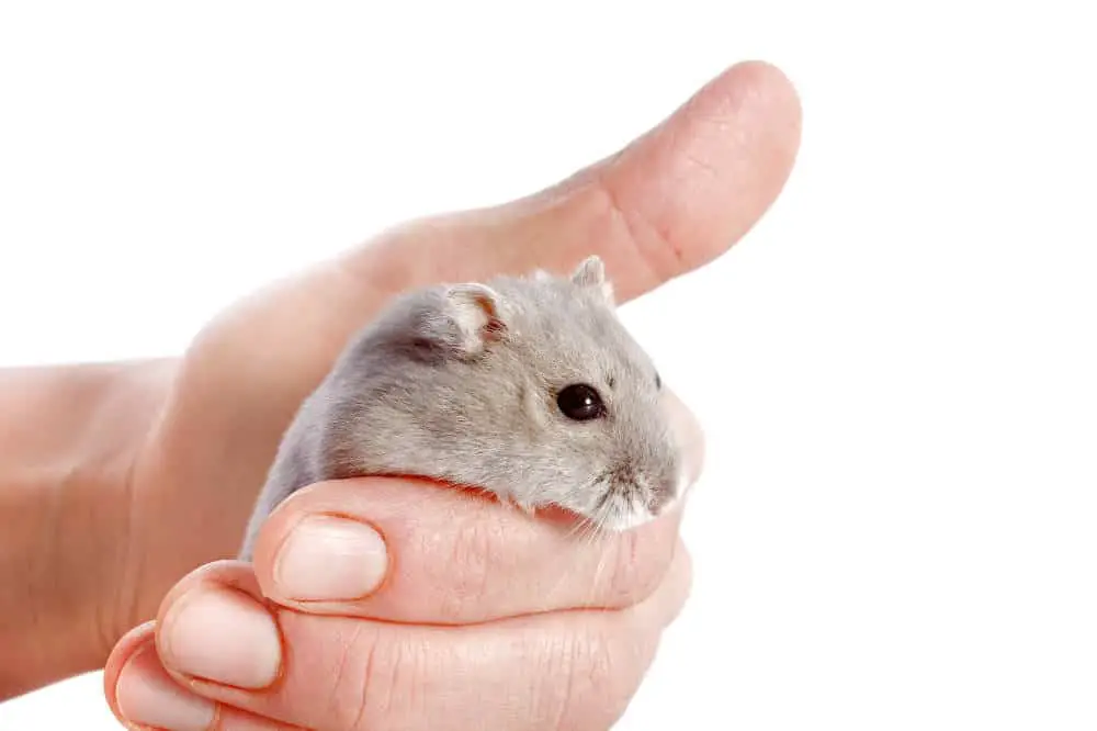 Woran erkennt man, dass Hamster Schmerzen haben? Titelbild