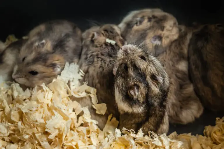 Können Hamster ihre Tage haben - Periode bei Hamstern - Titelbild