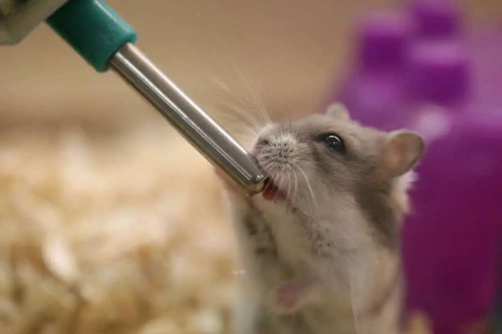 Hamster Verstopfung Titelbild