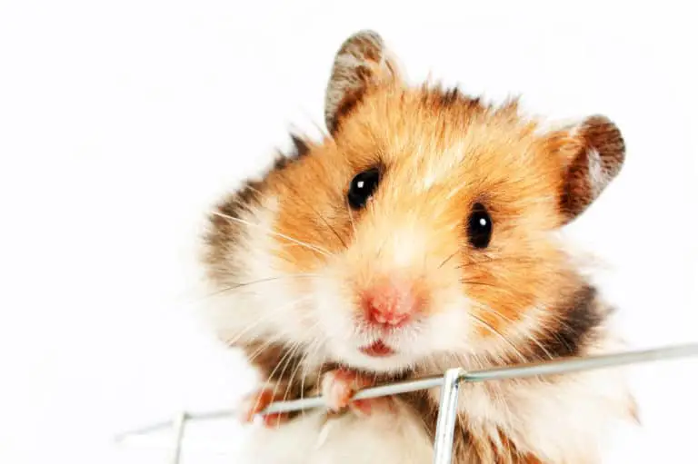 Woran erkennt man, dass sich Hamster wohlfühlen? Titelbild