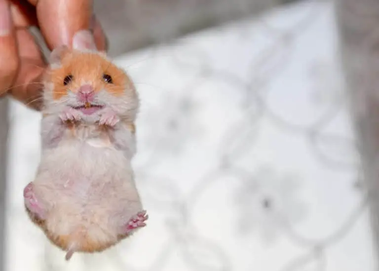 Warum haben Hamster gelbe Zähne? Titelbild