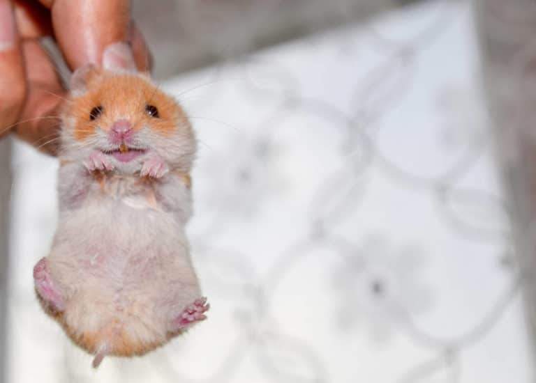 Warum haben Hamster gelbe Zähne? Titelbild