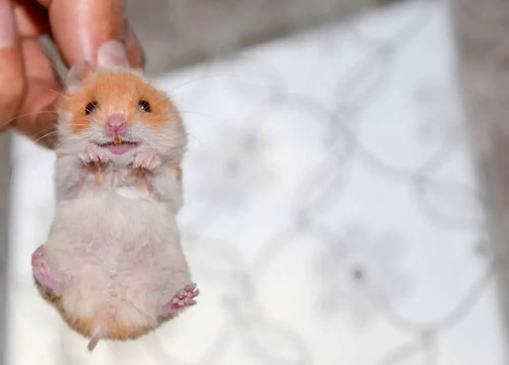 Warum haben Hamster gelbe Zähne? Titelbild