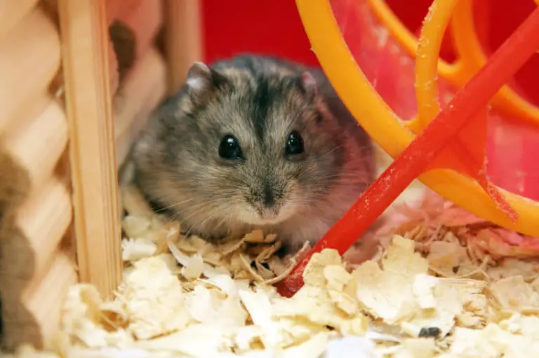 Hamster zittern - Gründe und Gegenmaßnahmen - Tittelbild