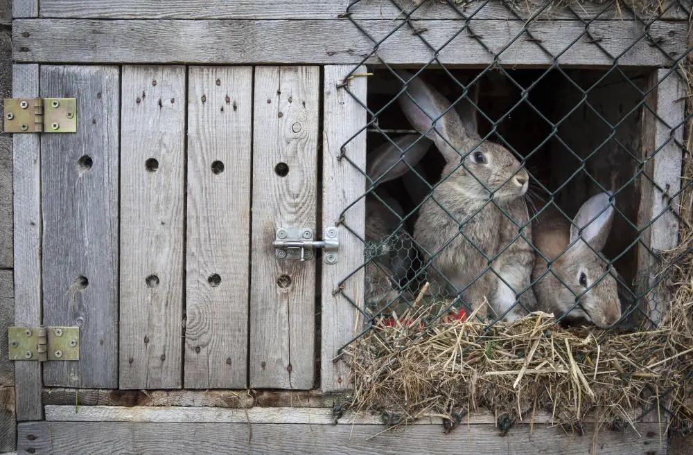 Kaninchen alleine lassen - wie lange können Kaninchen ohne Futter und Wasser überleben - Titelbild