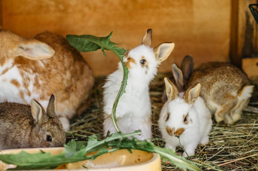 Ein Gruppe von Kaninchen Babys. Alles über die Schwangerschaft bei Zwergkaninchen gibt es hier.
