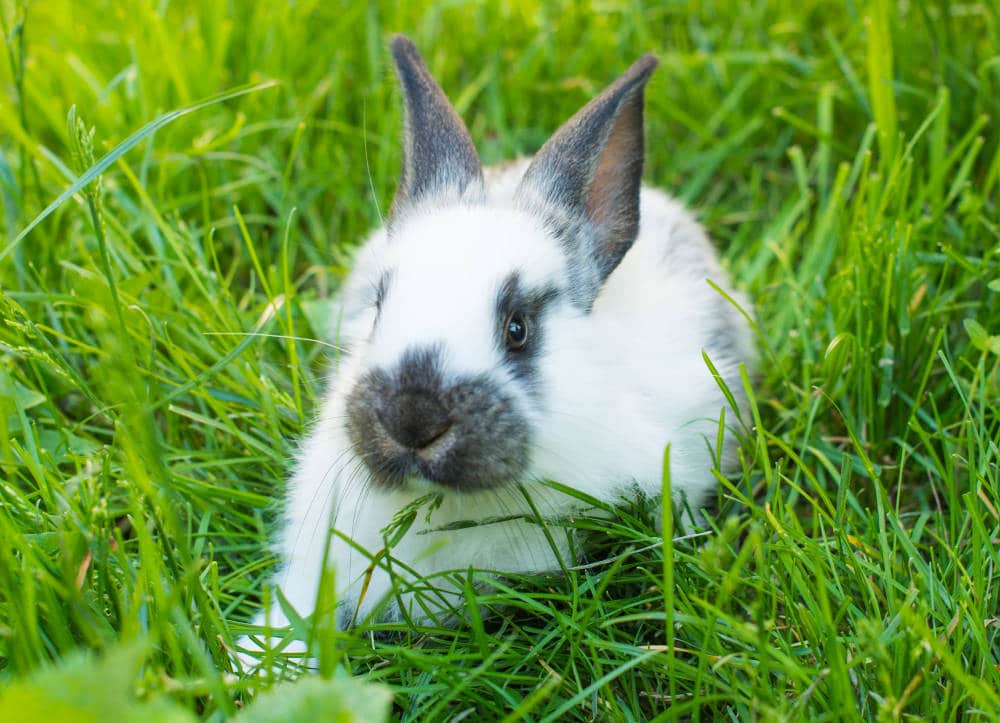 Kann man Kaninchen chippen lassen? Bei einem Tierarzt ist das möglich