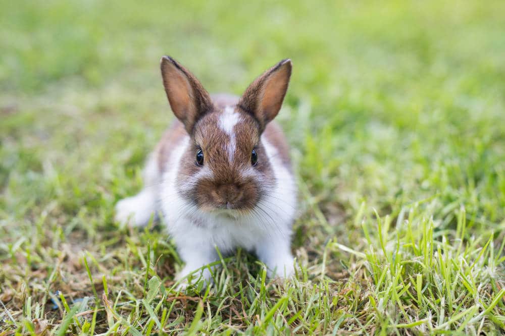 Können Kaninchen Depressionen haben? Anleitung inkl. Tipps