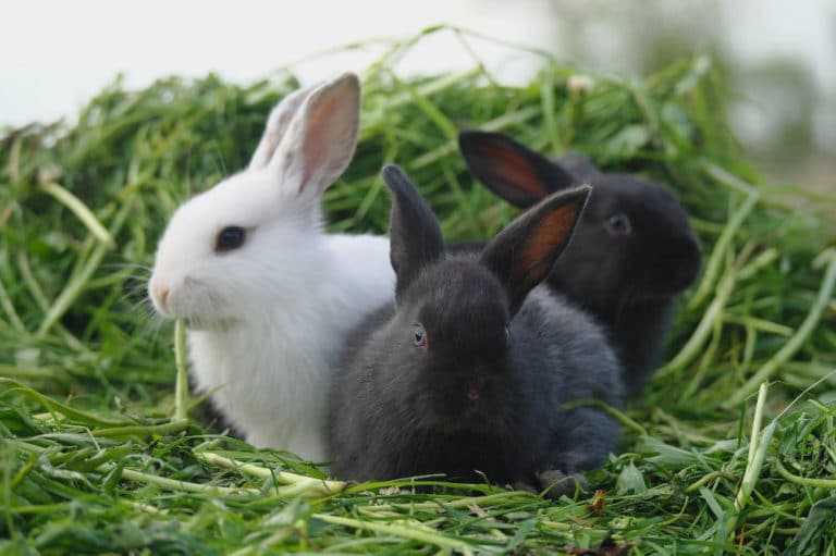 Haben Kaninchen ein Babyfell? Titelbild