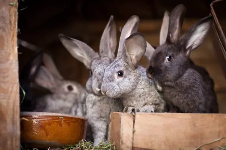 Kann man Kaninchen-Geschwister zusammen halten? Titelbild