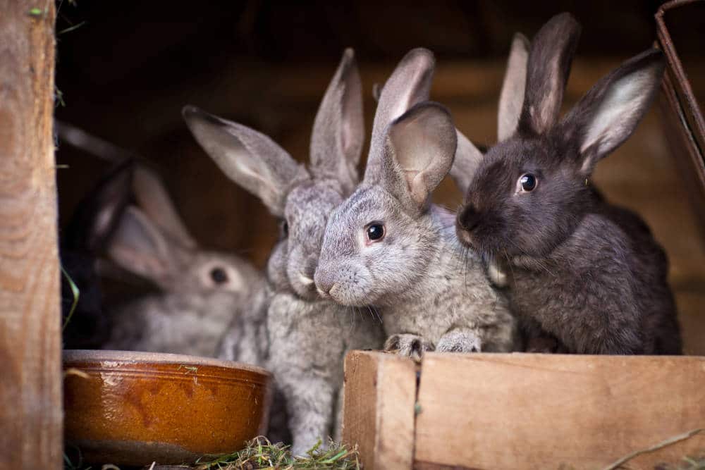Kann man Kaninchen-Geschwister zusammen halten? Titelbild