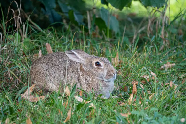Kaninchen hat Angst vor mir Titelbild