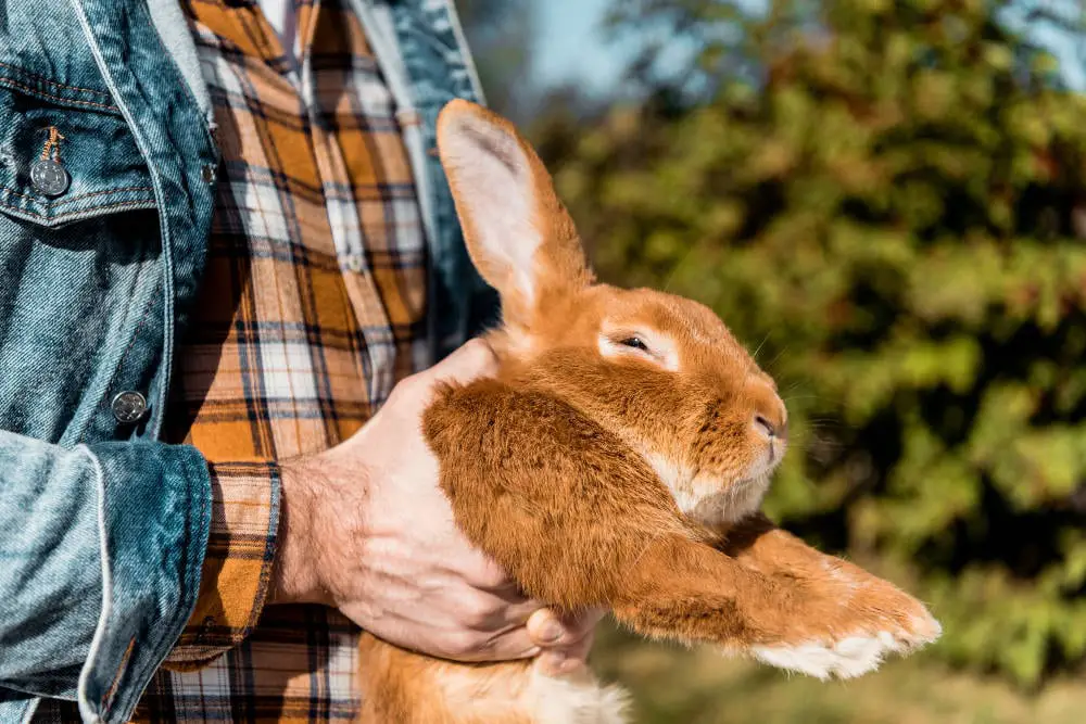 Haben Kaninchen Höhenangst und lässt sich diese abtrainieren? Titelbild