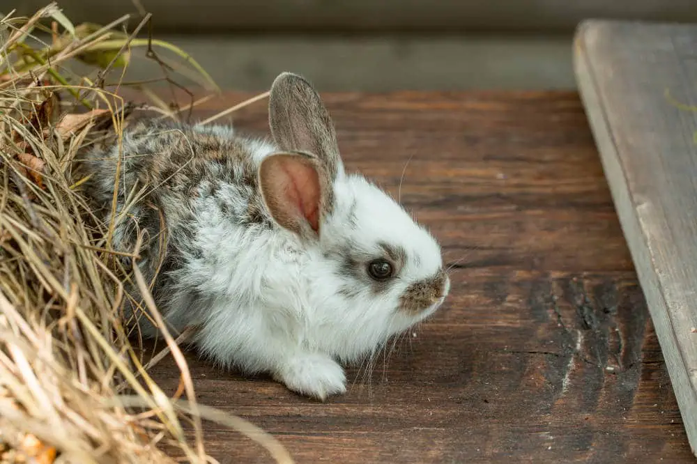 Warum hat Kaninchen kalte Ohren?