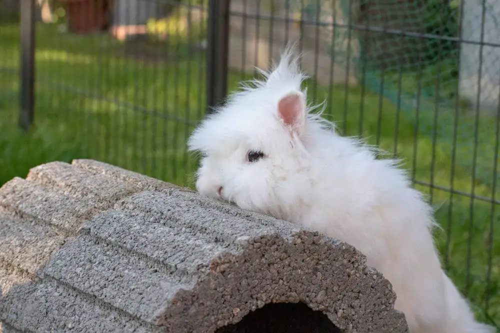 Können Kaninchen klettern?