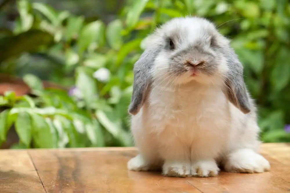 Können Kaninchen lachen - Titelbild