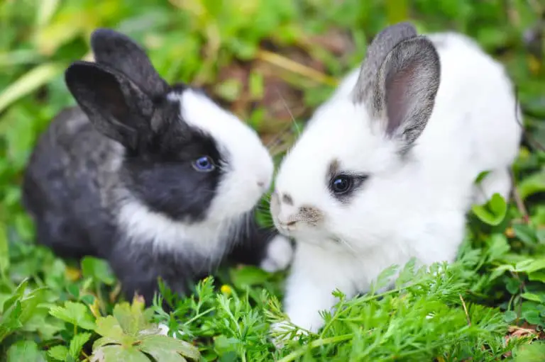 Sind Kaninchen laut? Wir verraten dir, mit welchen Geräuschen du bei deinem Kaninchen rechnen musst