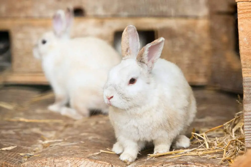 Sind Kaninchen nachtragend?