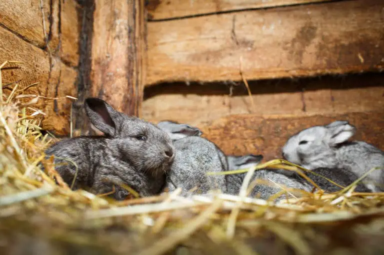 Warum beißen Kaninchen ihren Nachwuchs tot? Kaninchen-Kannibalismus ist ein häufiges Phänomen