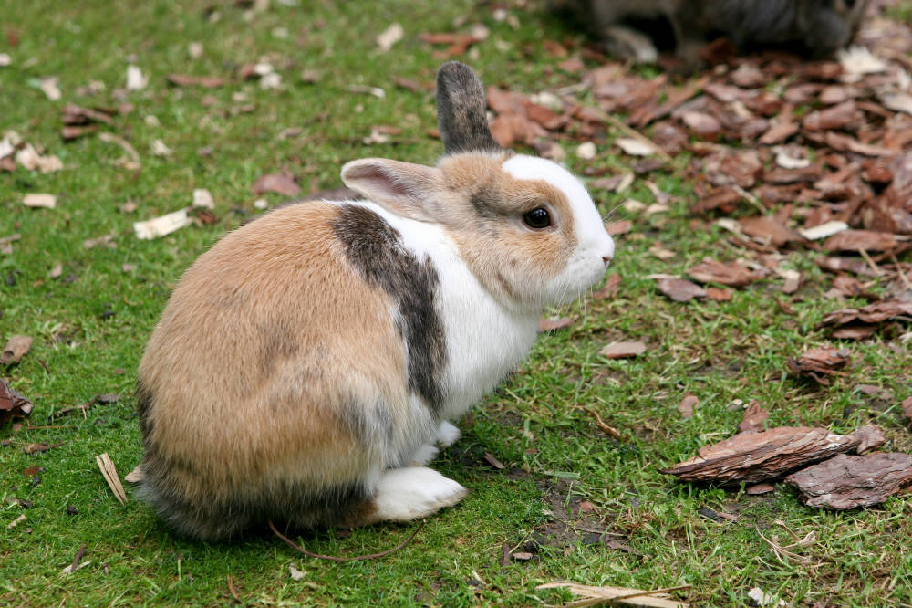 Hören Kaninchen auf ihren Namen und können Kaninchen ihren Namen erlernen? Titelbild