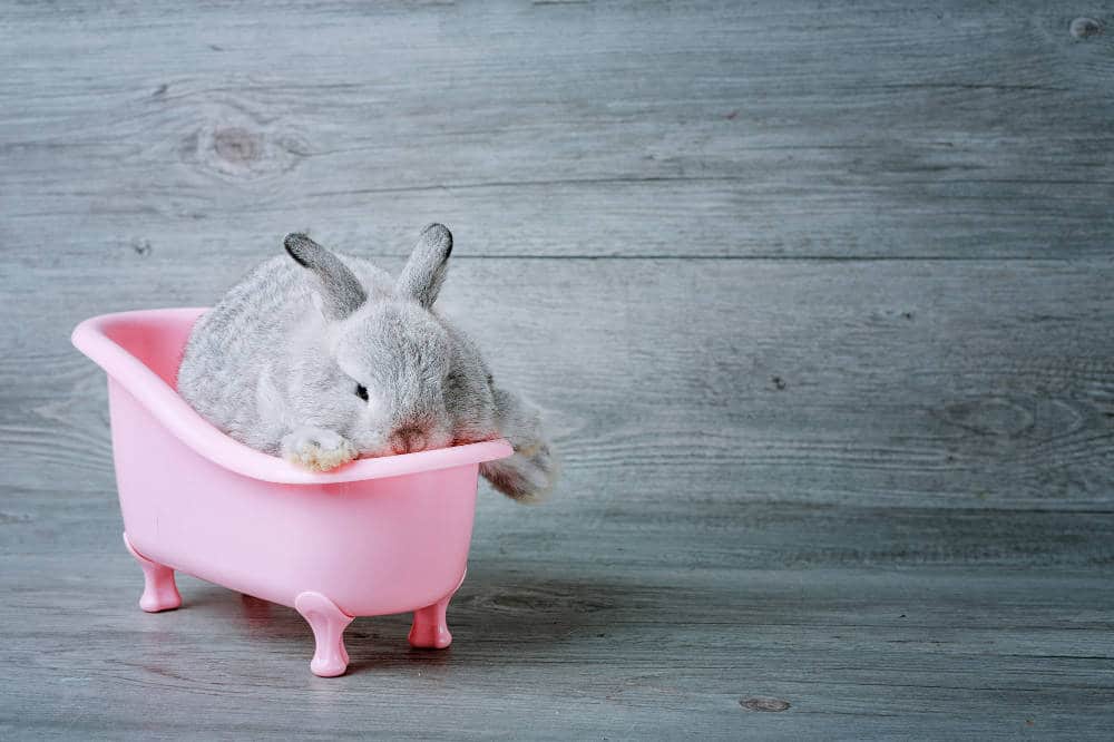 Dürfen Kaninchen nass werden - Titelbild
