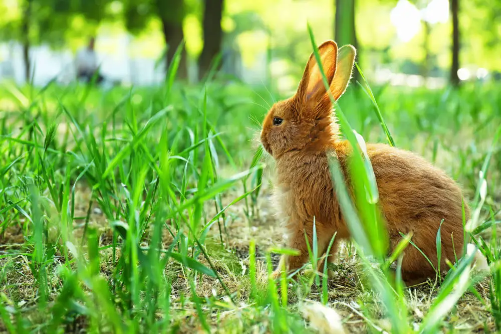 Haben Kaninchen einen guten Orientierungssinn - Titelbild