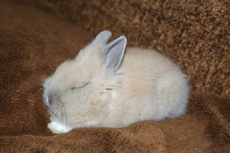 Können Kaninchen träumen - Titelbild