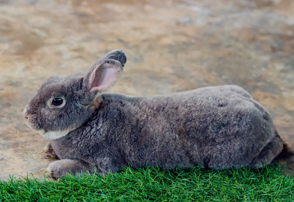 Kaninchen Schluckauf Titelbild