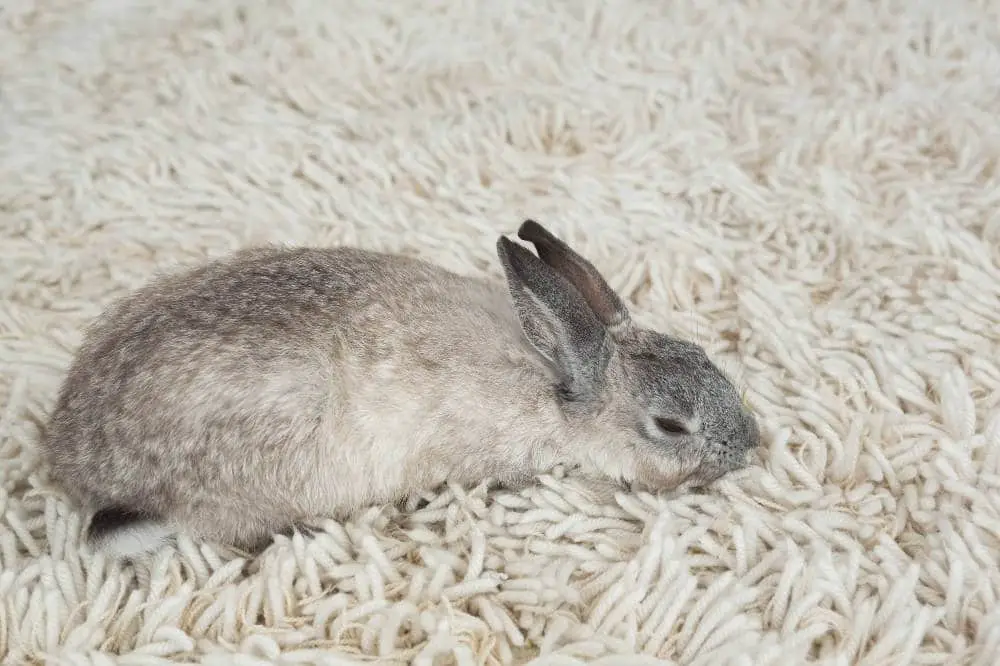 Kaninchen stirbt - Anzeichen und Methoden zur Trauerbewältigung