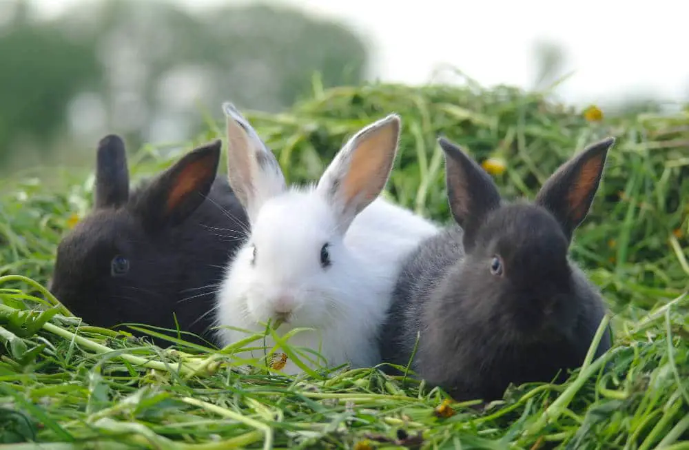 Warum zittern Kaninchen? Die häufigsten Ursachen erfährst du hier