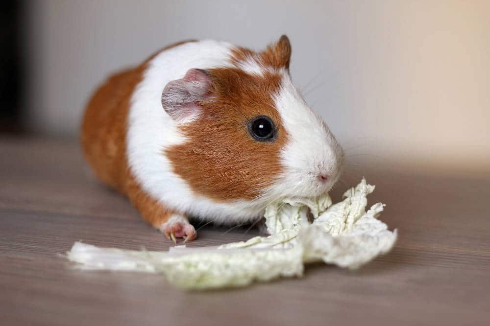 Was passiert, wenn Meerschweinchen Plastik fressen? Was tun, wenn Plasdtik gefressen wurde