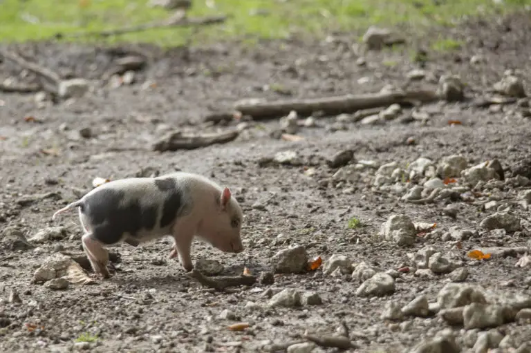 Wie lange darf man ein Minischwein alleine lassen